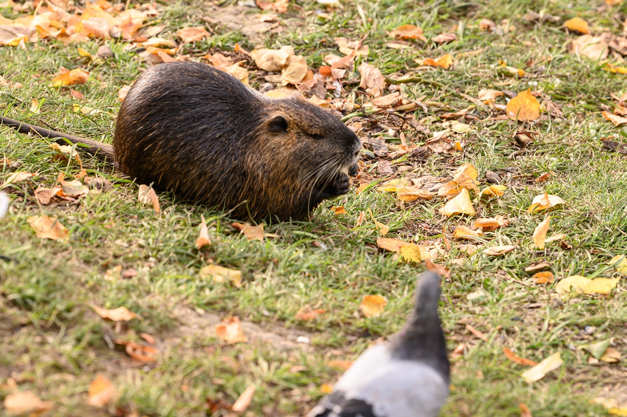 nutria riečna