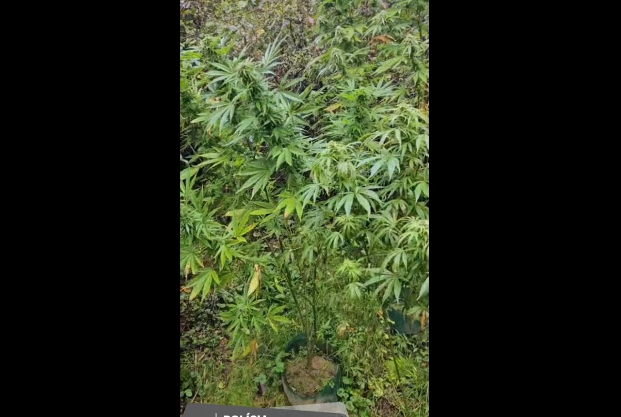 marihuana