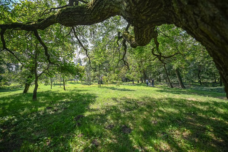 Malinovo park