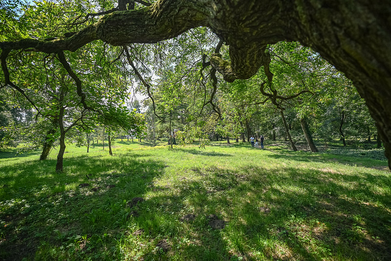 Malinovo park