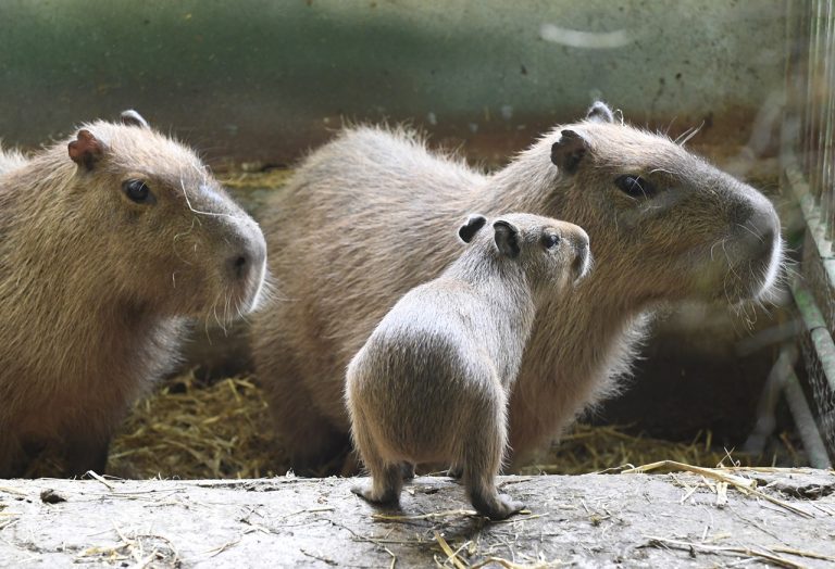 Kapybara močiarna-jd2025113020