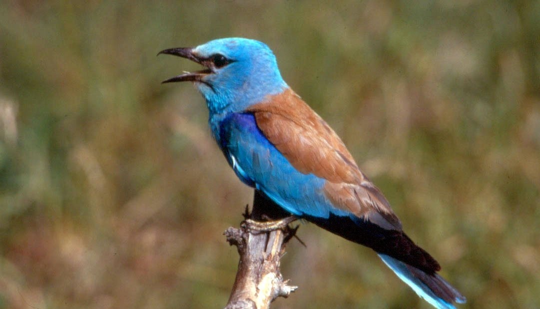 krakľa belasá-jd2025111915