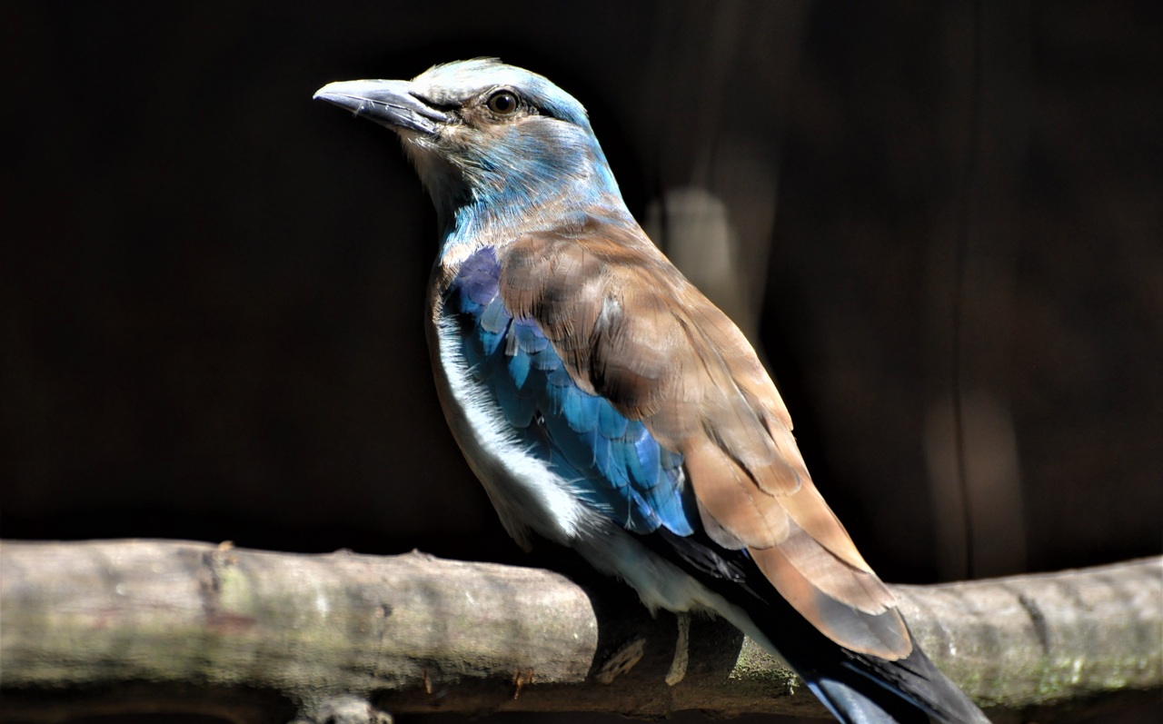 krakľa-jd2025113042