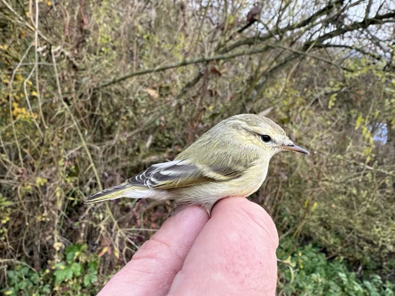 kolibiarik stužkatý