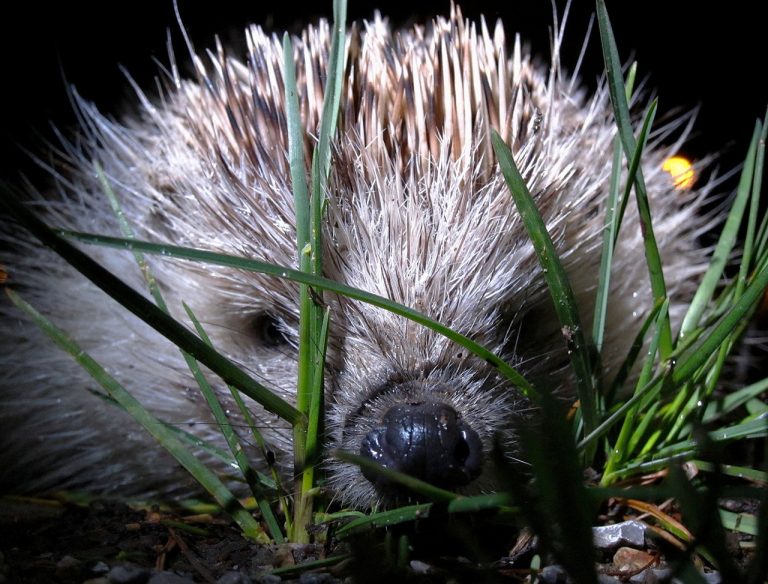 ježko Jež bledý (lat. Erinaceus roumanicus)