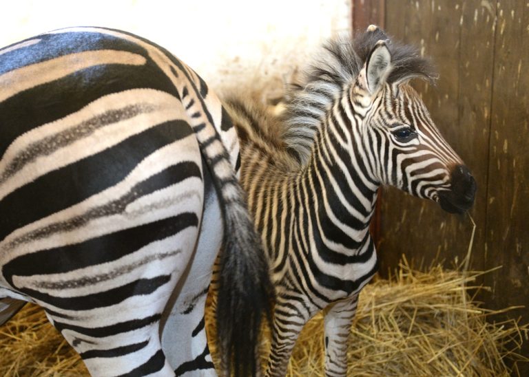 Košice ZOO Zebra