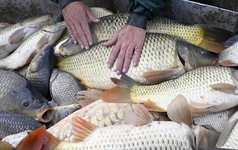 kapry Výlov Vianoce