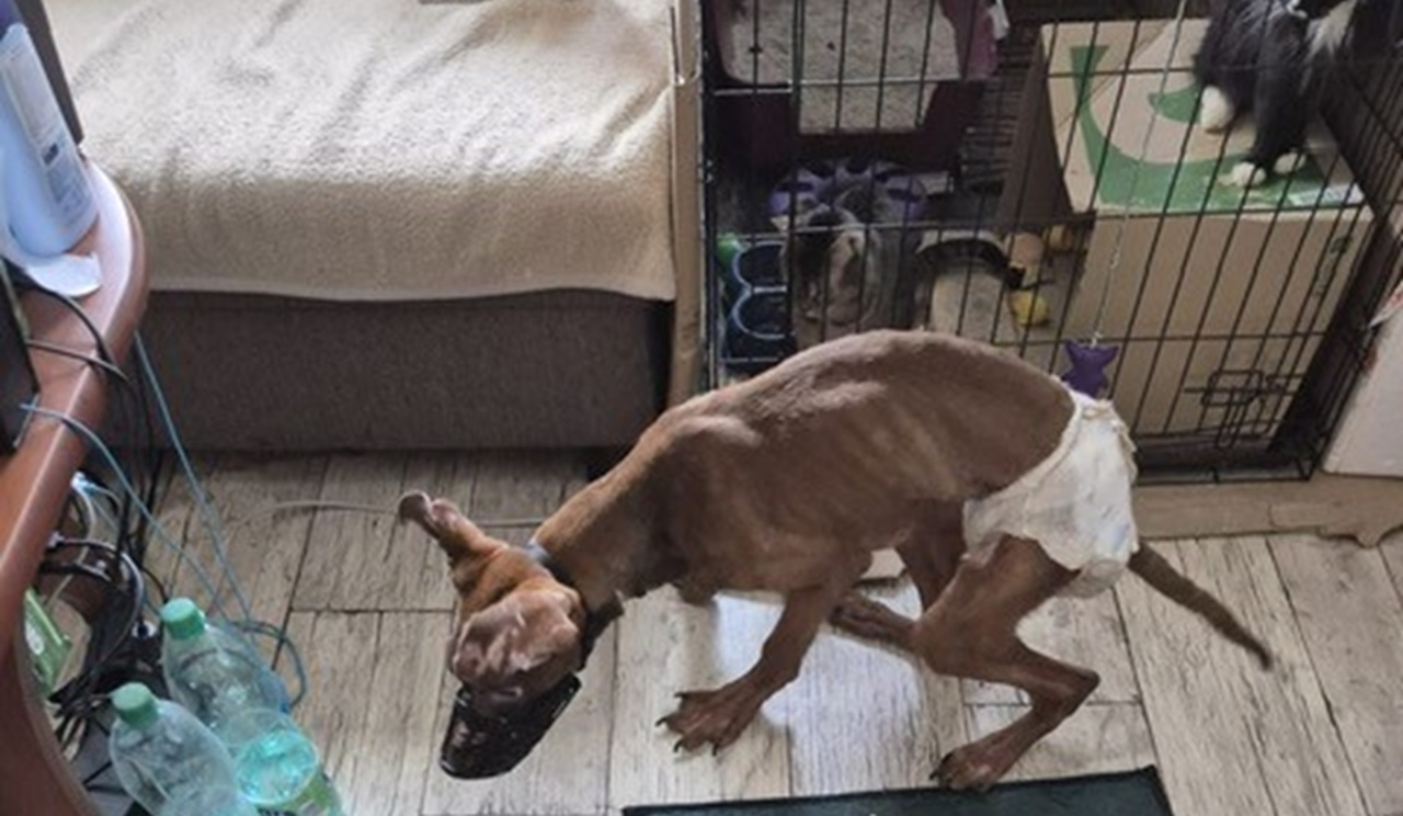 Mužovi a žene hrozí za týranie psa väzenie