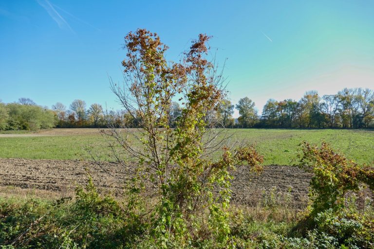 javorovec jaseňolistý