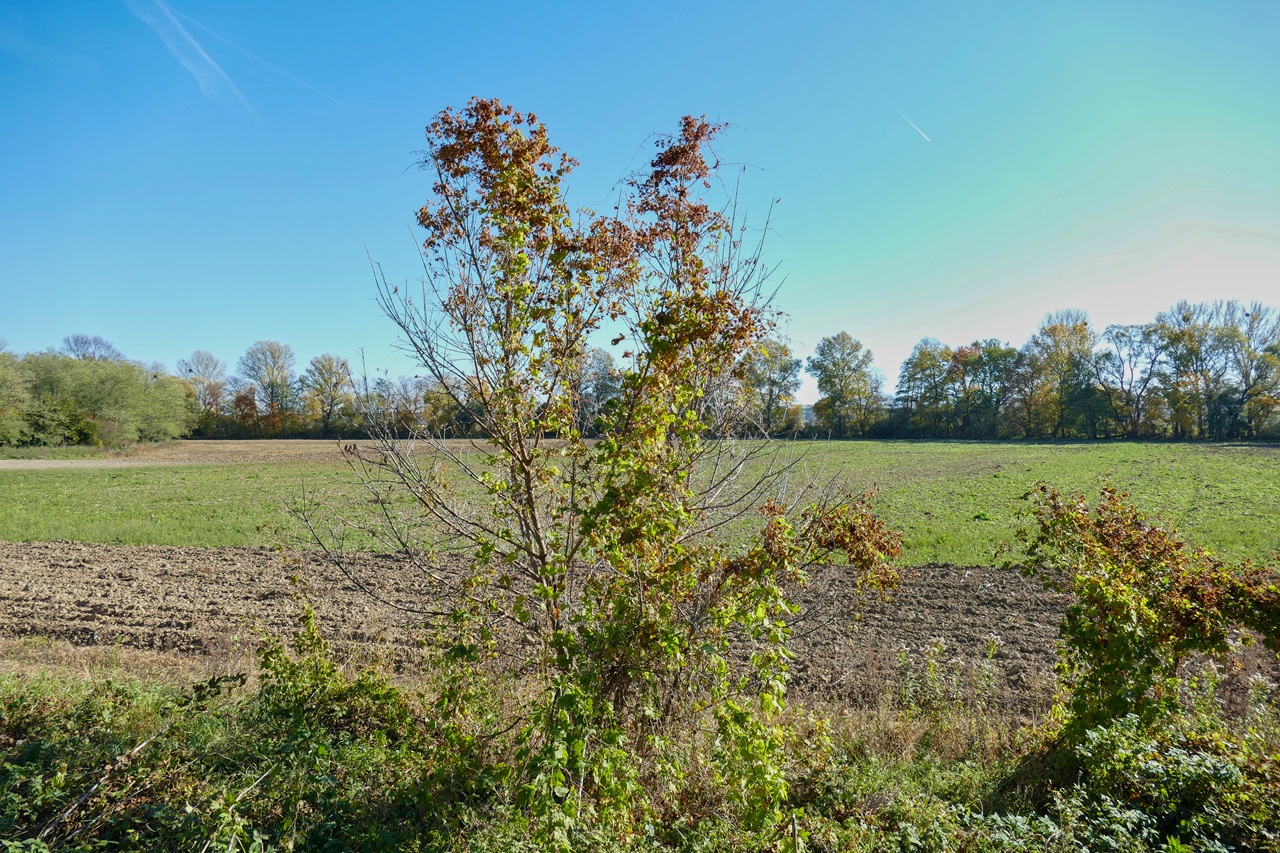 javorovec jaseňolistý