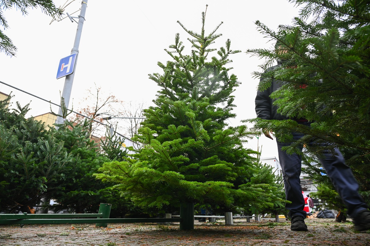 vianočný stromček-jd2025121709