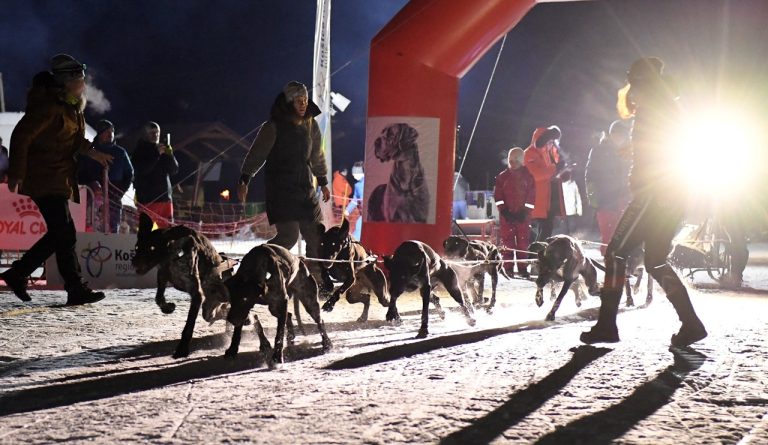 psie záprahy-jd2026013028