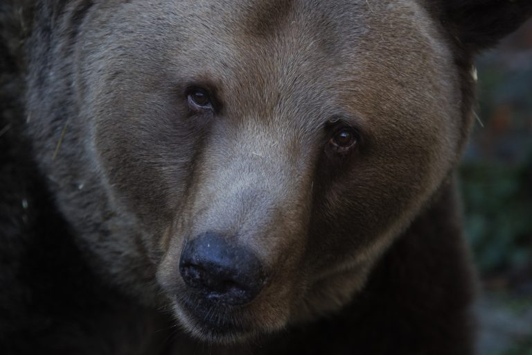 medvedica-jd2026021602