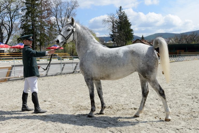 Topoľčianky národný žrebčín