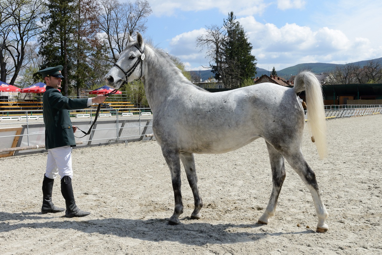 Topoľčianky národný žrebčín