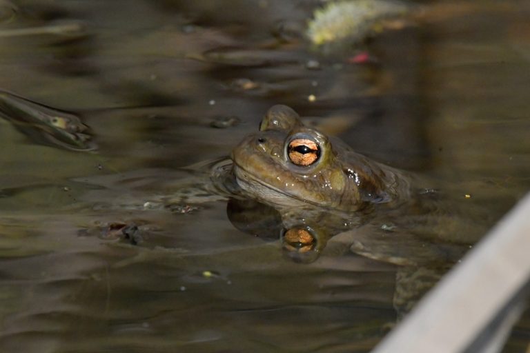 ropucha bradavičnatá