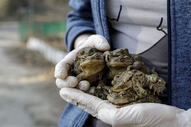 ropuchy jarná migrácia