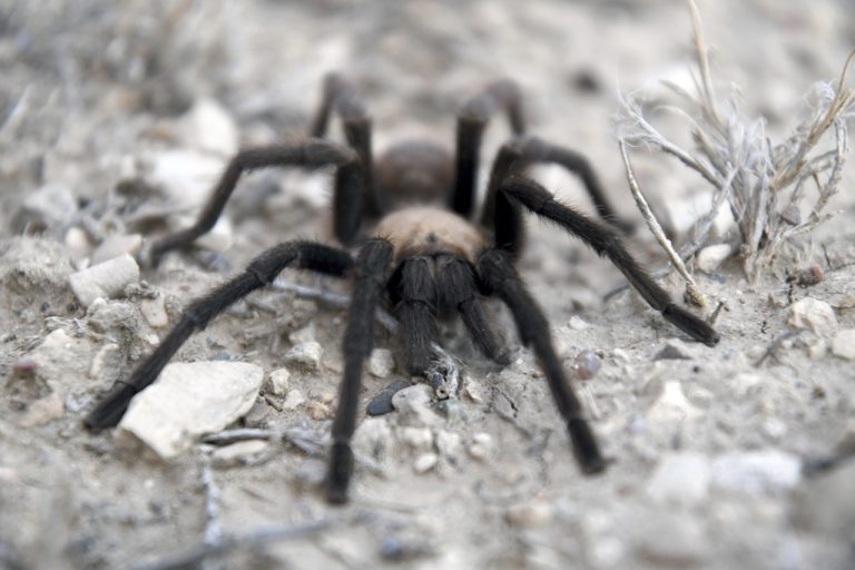 Tarantula-jd2026041716