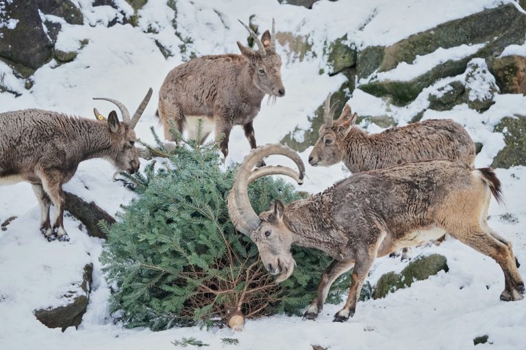 kozorožec-jd2026041320