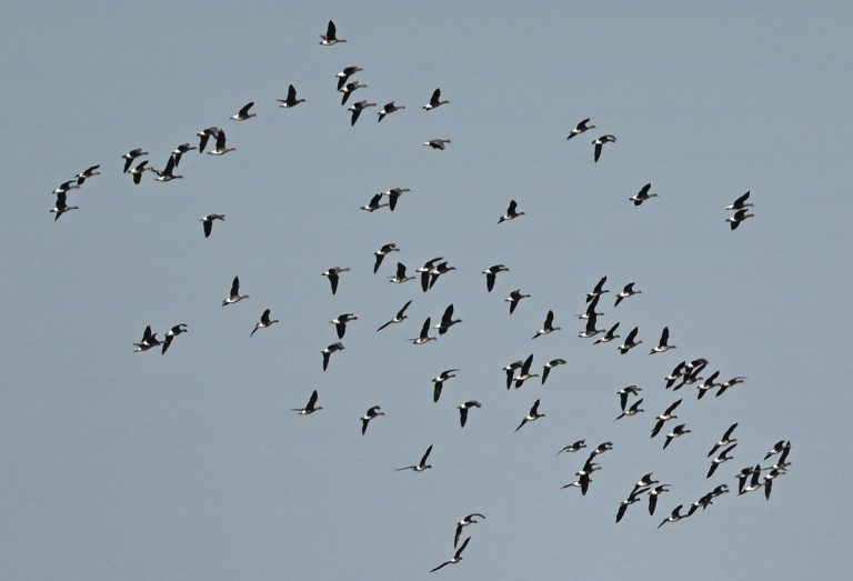 vtáky migrijúce návrat