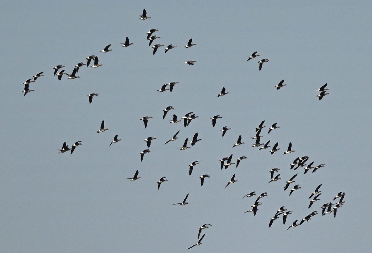 vtáky migrijúce návrat