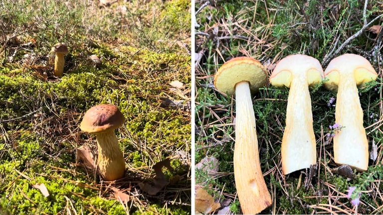 Aureoboletus projectellus